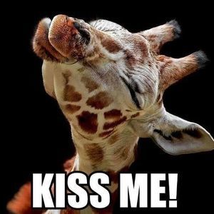 Meet your Posher, Robin